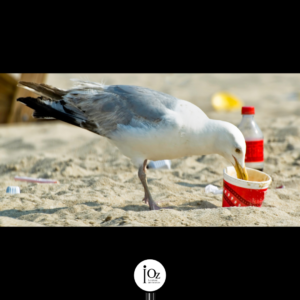 Goéland qui mange dans un gobelet en plastique